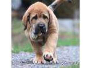 Spanish Mastiff Puppy for sale in Dryden, VA, USA