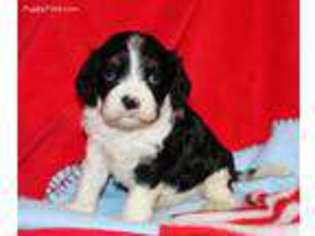 Cavachon Puppy for sale in Summerfield, NC, USA