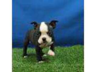 Boston Terrier Puppy for sale in Hickory, NC, USA