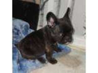 French Bulldog Puppy for sale in Glasgow, KY, USA