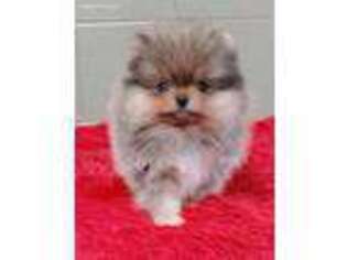 Pomeranian Puppy for sale in San Luis Obispo, CA, USA