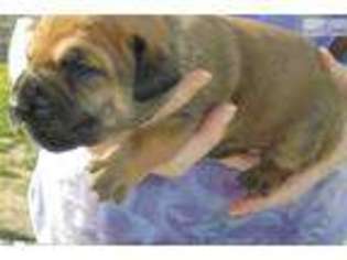 Boerboel Puppy for sale in South Bend, IN, USA