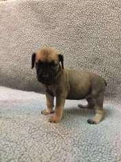 Boerboel Puppy for sale in Hobart, IN, USA