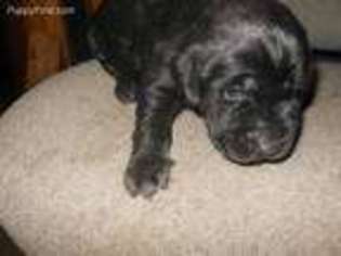 Labrador Retriever Puppy for sale in Santa Fe, NM, USA