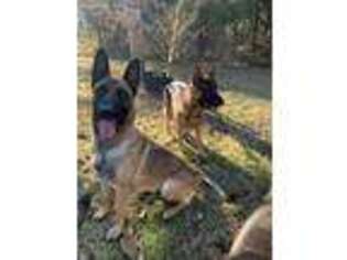 Belgian Malinois Puppy for sale in Cabool, MO, USA