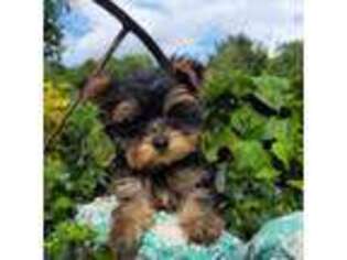 Yorkshire Terrier Puppy for sale in Little Genesee, NY, USA
