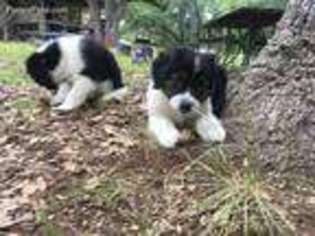 Border Collie Puppy for sale in Blanco, TX, USA