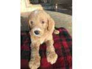 Goldendoodle Puppy for sale in Sparta, MO, USA