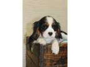 Cavalier King Charles Spaniel Puppy for sale in Alamosa, CO, USA