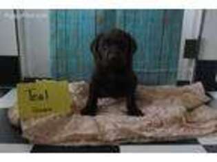 Labrador Retriever Puppy for sale in Sunburst, MT, USA