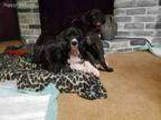 Great Dane Puppy for sale in Elmwood, IL, USA