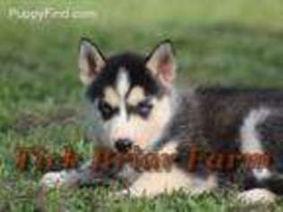 Siberian Husky Puppy for sale in Laurens, SC, USA