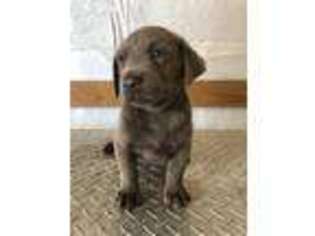 Labrador Retriever Puppy for sale in Wagoner, OK, USA