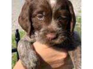 Wirehaired Pointing Griffon Puppy for sale in Coeburn, VA, USA