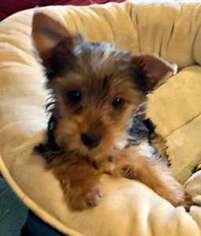 Yorkshire Terrier Puppy for sale in Phoenix, AZ, USA