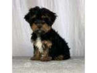 Yorkshire Terrier Puppy for sale in Sussex, NJ, USA