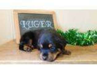 Rottweiler Puppy for sale in Hughesville, MO, USA