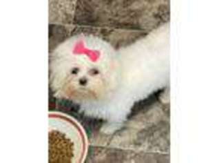 Maltese Puppy for sale in Wayland, NY, USA