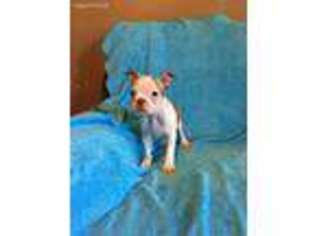 Boston Terrier Puppy for sale in Seligman, MO, USA