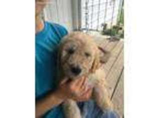Goldendoodle Puppy for sale in Woodbury, TN, USA