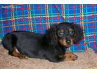 Dachshund Puppy for sale in Everton, MO, USA