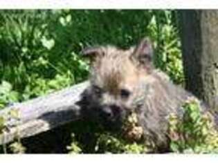 Cairn Terrier Puppy for sale in Union Bridge, MD, USA