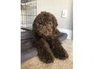 Labradoodle Puppy for sale in Buford, GA, USA