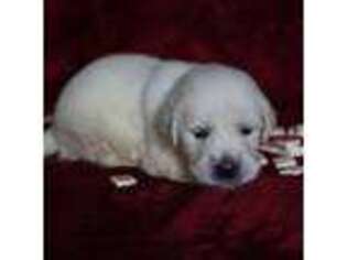Golden Retriever Puppy for sale in Chuckey, TN, USA