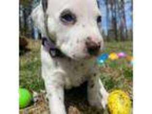 Dalmatian Puppy for sale in Oceanside, CA, USA