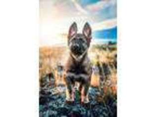 German Shepherd Dog Puppy for sale in Twin Falls, ID, USA