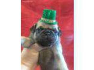 Pug Puppy for sale in Sidney, OH, USA