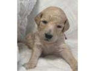 Mutt Puppy for sale in Howell, MI, USA