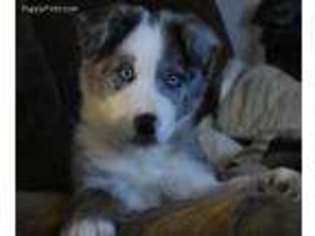 Border Collie Puppy for sale in Robbinston, ME, USA