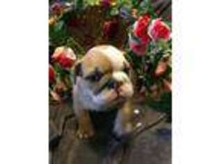 Bulldog Puppy for sale in Aline, OK, USA