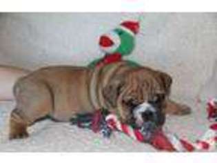 Bulldog Puppy for sale in IDAHO FALLS, ID, USA