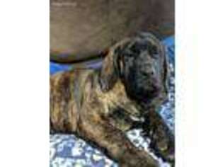 Mastiff Puppy for sale in Blooming Prairie, MN, USA