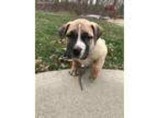 Boerboel Puppy for sale in Wabash, IN, USA