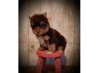 Yorkshire Terrier Puppy for sale in Idabel, OK, USA