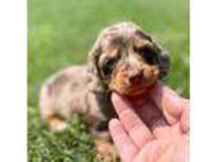 Dachshund Puppy for sale in East Sparta, OH, USA