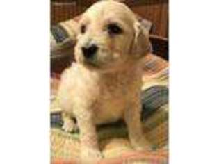 Goldendoodle Puppy for sale in Butler, TN, USA