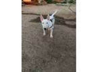Bull Terrier Puppy for sale in Tucson, AZ, USA