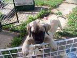 Mastiff Puppy for sale in Russell, IA, USA