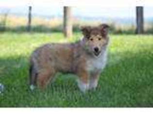 Collie Puppy for sale in Mechanicsburg, OH, USA