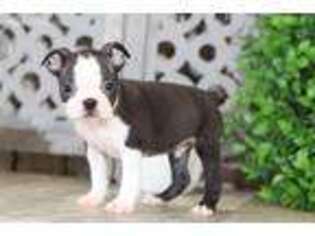 Boston Terrier Puppy for sale in Howard, OH, USA