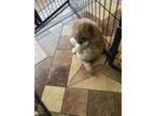 Goldendoodle Puppy for sale in Stamford, CT, USA