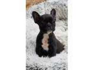 French Bulldog Puppy for sale in Carr, CO, USA