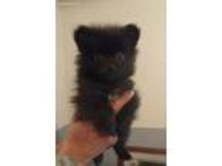 Pomeranian Puppy for sale in Stanhope, IA, USA
