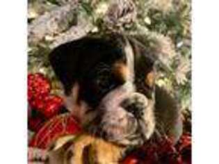 Bulldog Puppy for sale in Hillsboro, TN, USA