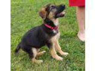German Shepherd Dog Puppy for sale in Ashland, WI, USA