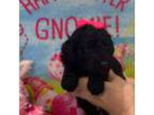 Goldendoodle Puppy for sale in Kenner, LA, USA